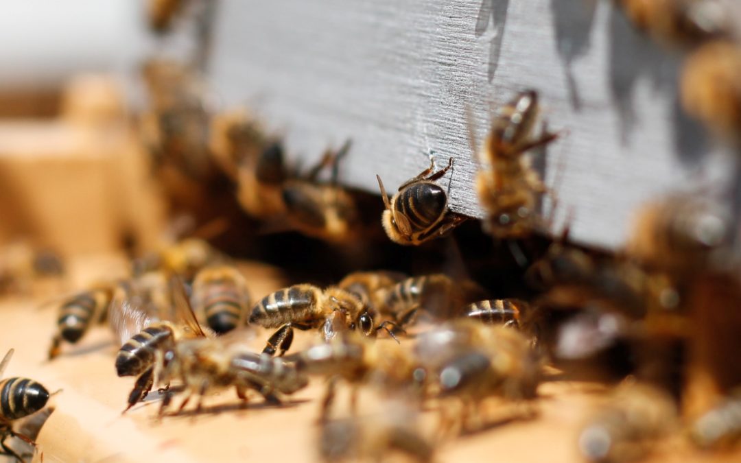 The art and craft of beekeeping