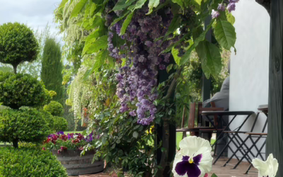 Garden Visit – Pegasus Bay Winery Gardens