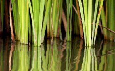 Summer Talk – Foraging and Urban Ecology