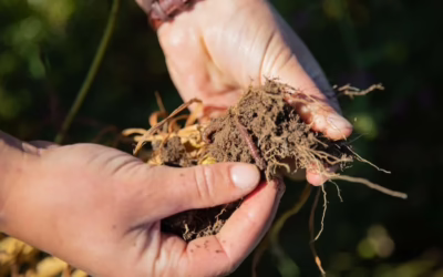 Summer Talk – Regenerative Farming and Soil Health