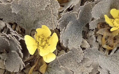 Winter Talk – The Management and Protection of Native Flora and Ecosystems