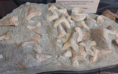 Winter Talk – Fossils
